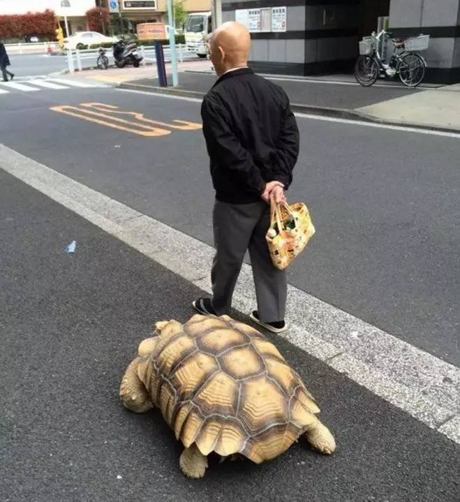 爷爷路边遛乌龟,没走两步就停下来等,网友:超贴心的