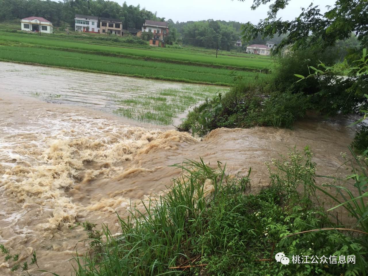 桃江又降暴雨了!西北乡镇田野一片水面.