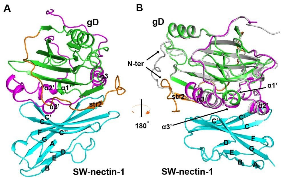 伪狂犬病毒gd与猪nectin-1复合物晶体结构 来源:中国科学院微生物