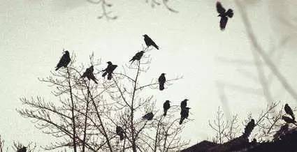 不过,北师大一直是京城内有名儿的乌鸦栖息"聚点",似乎告诉了大家答案