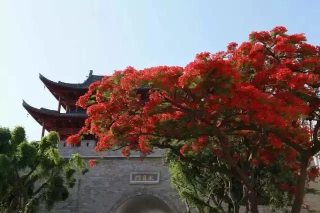 建水,凤凰花开韵古城