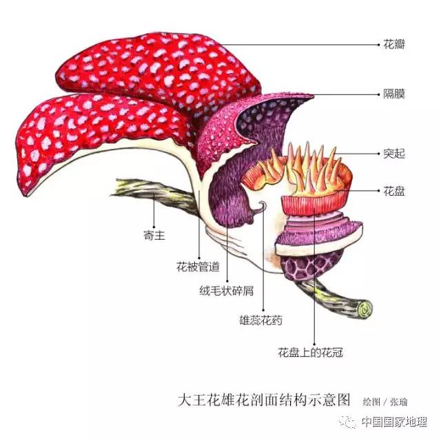 看到大王花,特别是正在开放的大王花,绝