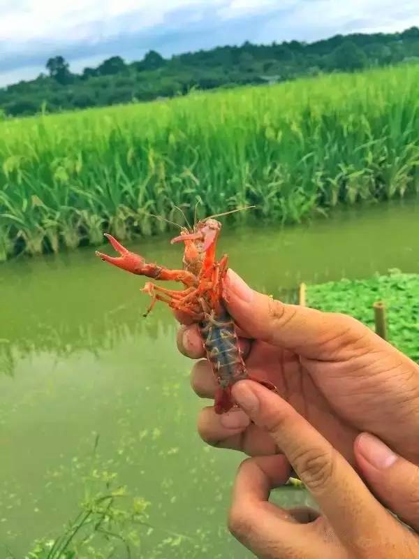 中山潜江小龙虾刷屏朋友圈!有得吃有得钓,太过瘾了