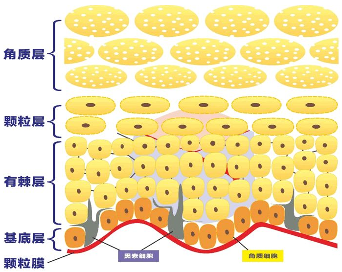 角质层位于皮肤表面的最外层,他是由数层角化细胞所组成,含有角蛋白.