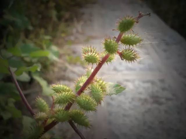 草木如织苍耳子中忆流年