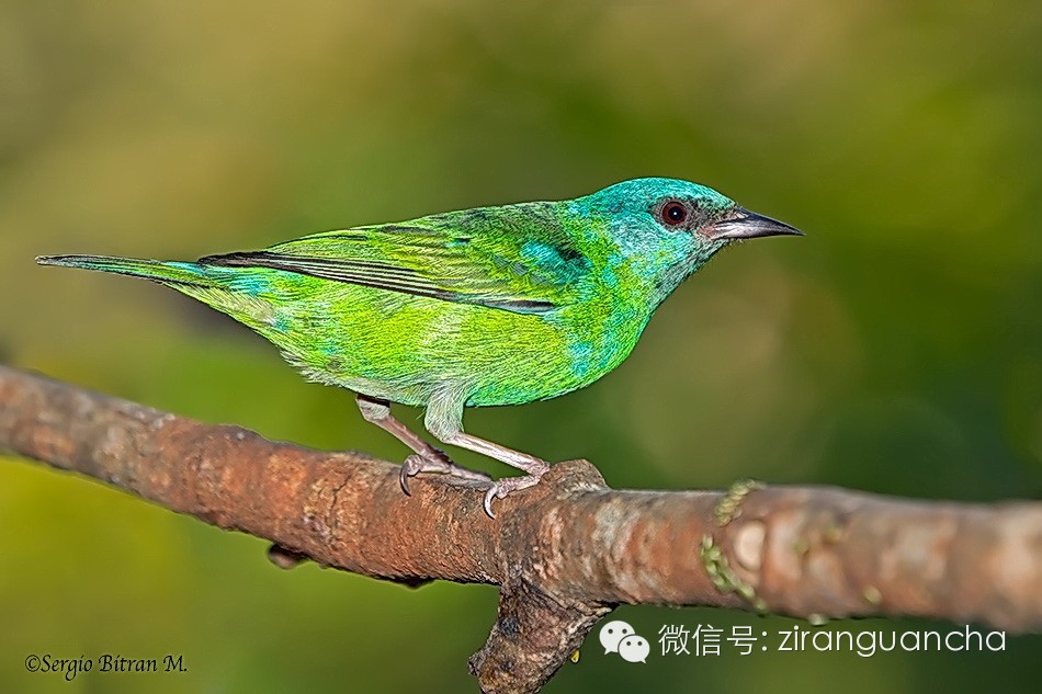 雌鸟和幼鸟全身和翅膀都是绿色,但头部是蓝色,与雄鸟遥相呼应.