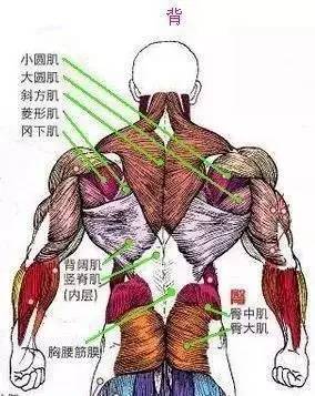 背部肌肉针对性锻炼方法