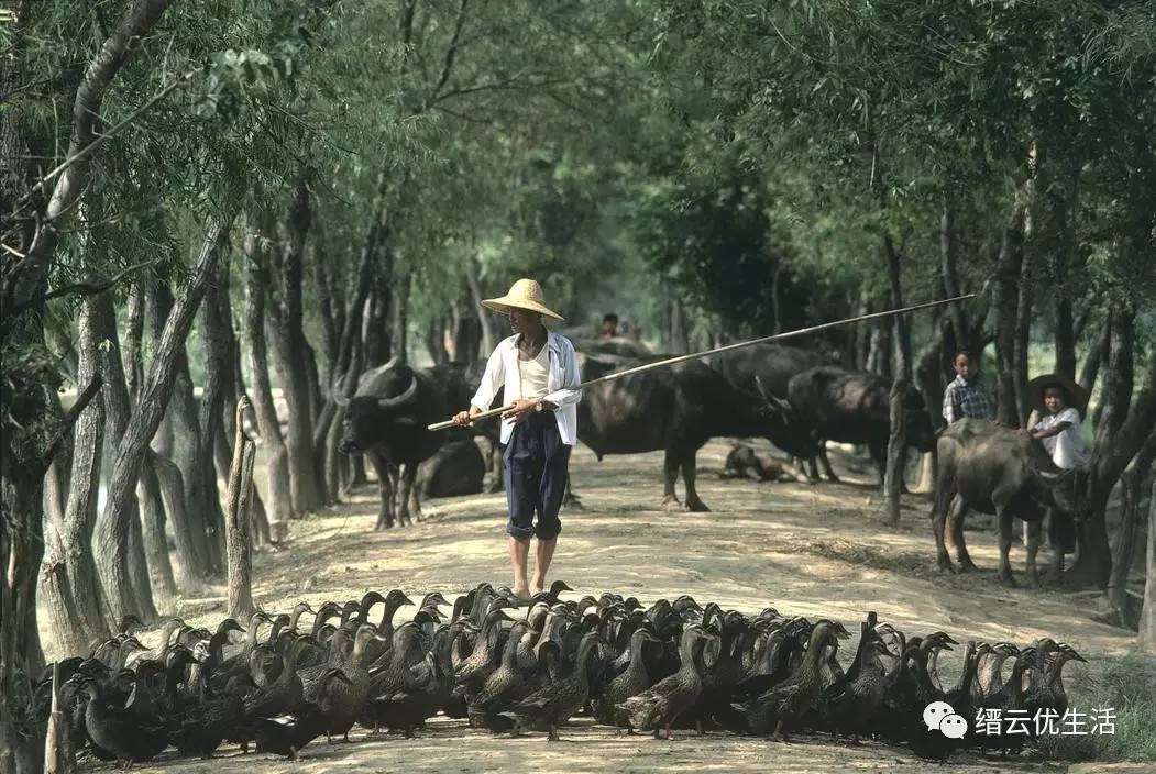 80年代的农村淳朴生活,第九张的场景你小时候肯定干过