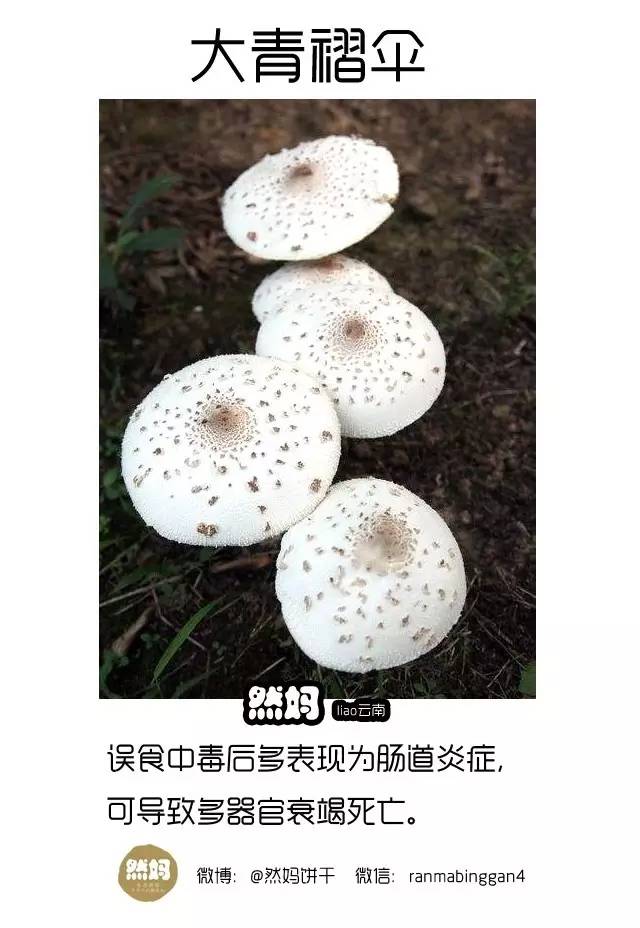 然妈liao云南 吃在云南 毒蘑菇