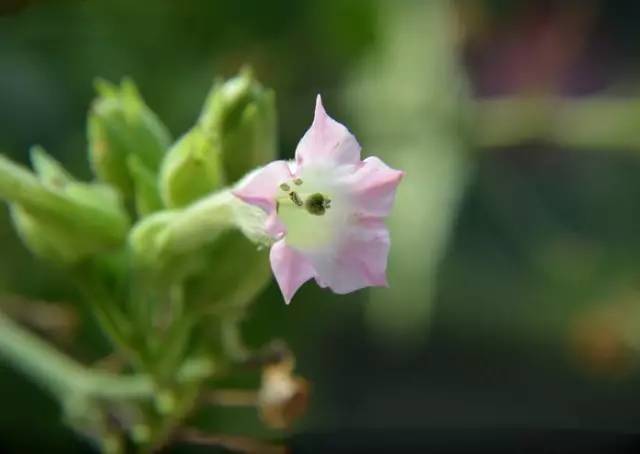 【植趣】烟草花居然也很美,很美.