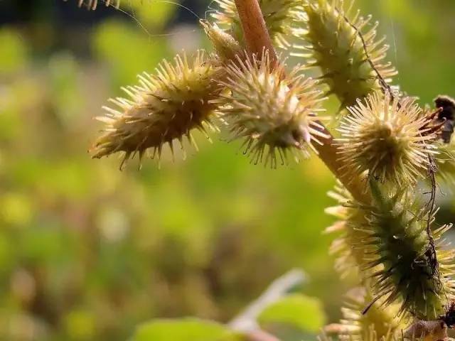 草木如织苍耳子中忆流年