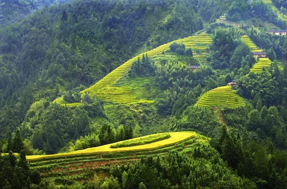 桂东县有多少人口_桂东春茶那口鲜,不负人间四月天,全民品茶 万人试喝 免费赠