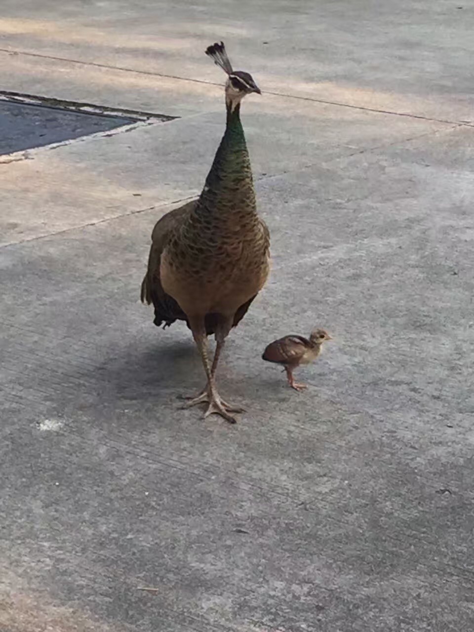 说不定还能看见孔雀妈妈带着孔雀宝宝出门觅食哟.