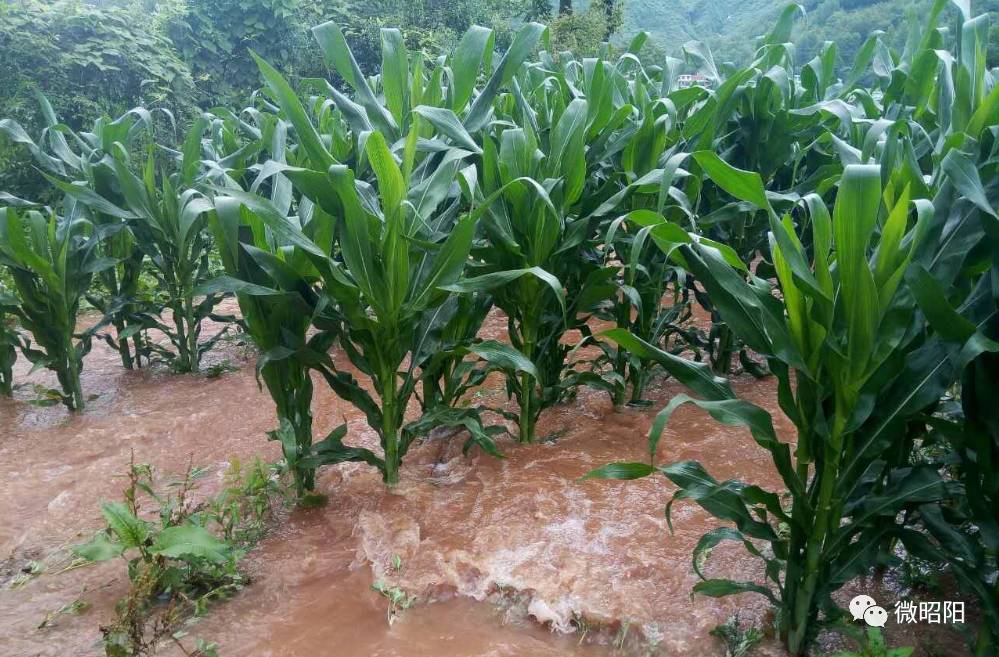 昭阳区迎来129.5毫米的今年最大降雨,部分地方受灾幸无人员伤亡