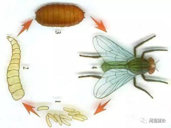 苍蝇的寿命虽然只有1个月左右,但其繁殖能力之强,却很惊人据统计,一只