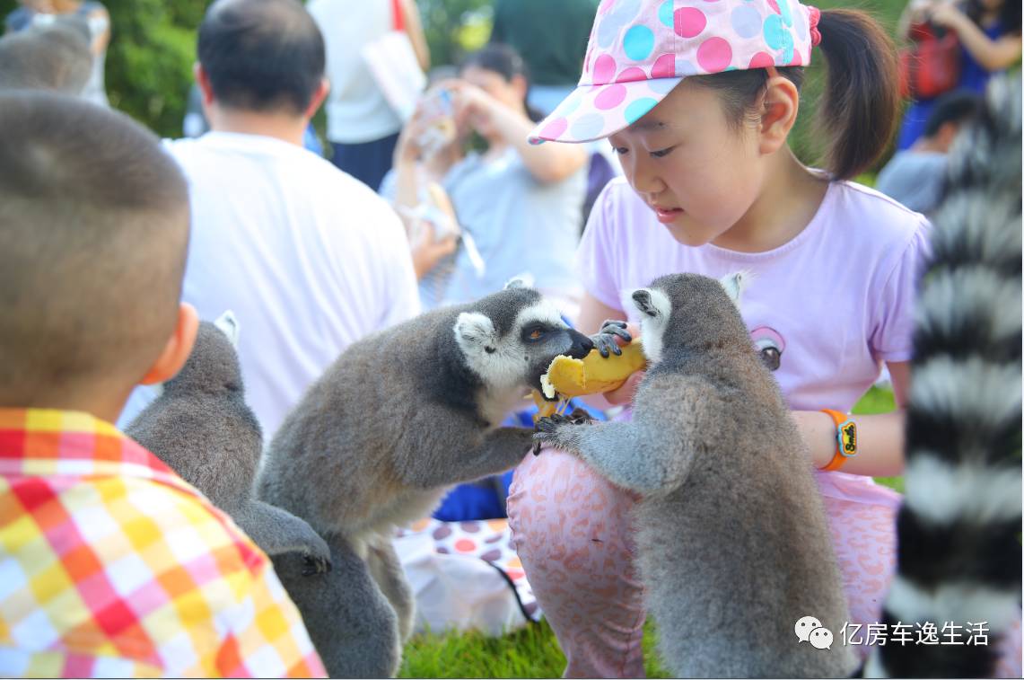 暑假带娃去哪儿玩？夜探上海野生动物园又开启了！房车露营等您来Happy！！！