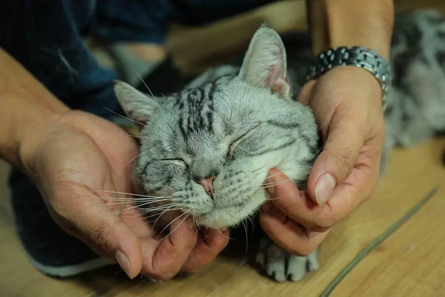 养猫的老总_养猫男生头像