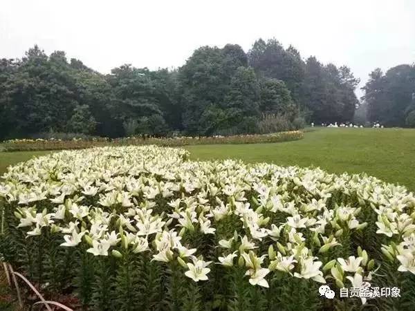 爱在自贡花语人间盛夏6月百合花节等你来畅游