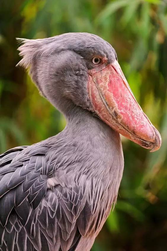 60张鲸头鹳