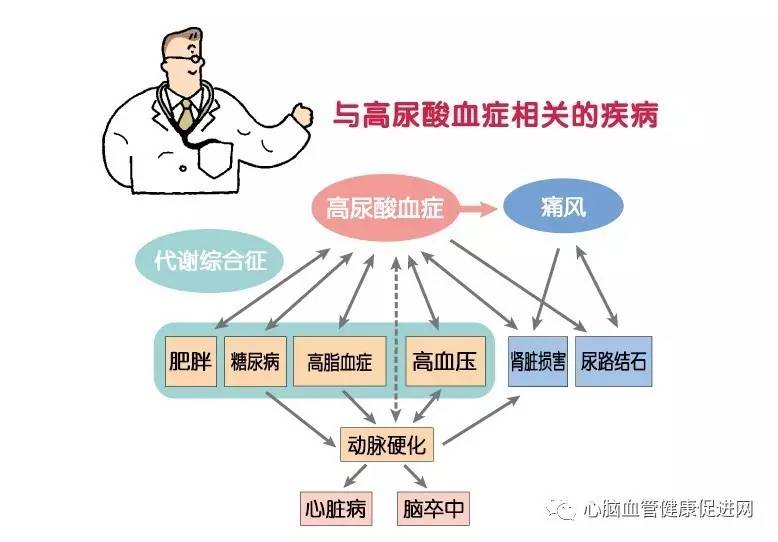 第803期|高尿酸的危害,不止痛风那么简单!