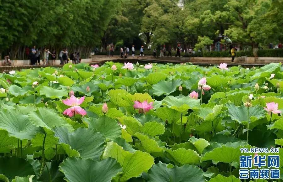 昆明两大公园荷花季来啦!带上相机赏花去