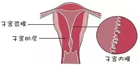 周期性变化 子宫内膜的 子宫内膜需经历 增殖期, 分泌期和 月经期.