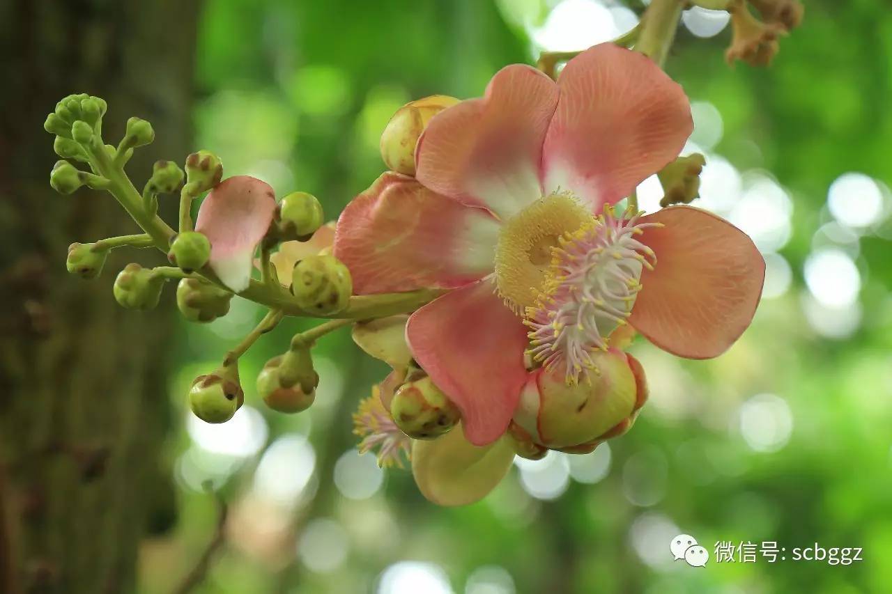 果实丑如炮弹 花朵美艳异常