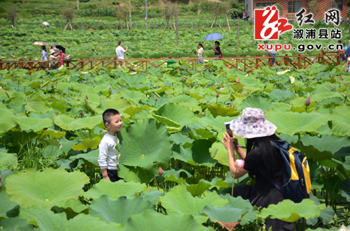 与荷合影 本网讯(记者 刘法兰)6月17日,溆浦县黄茅园镇2017年首届