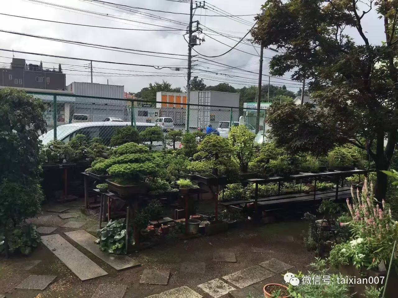 盆景资讯新浪微博id@行行之沙园艺 苔藓|微景观 传统文化 庭院