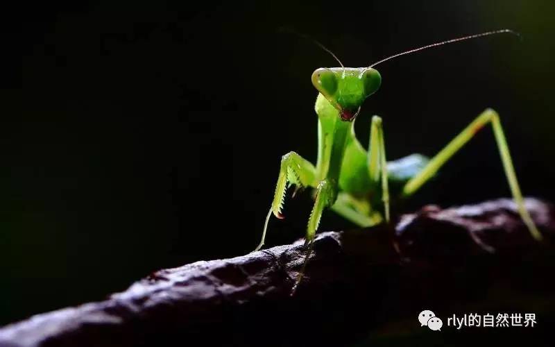 美洲大蠊远征史