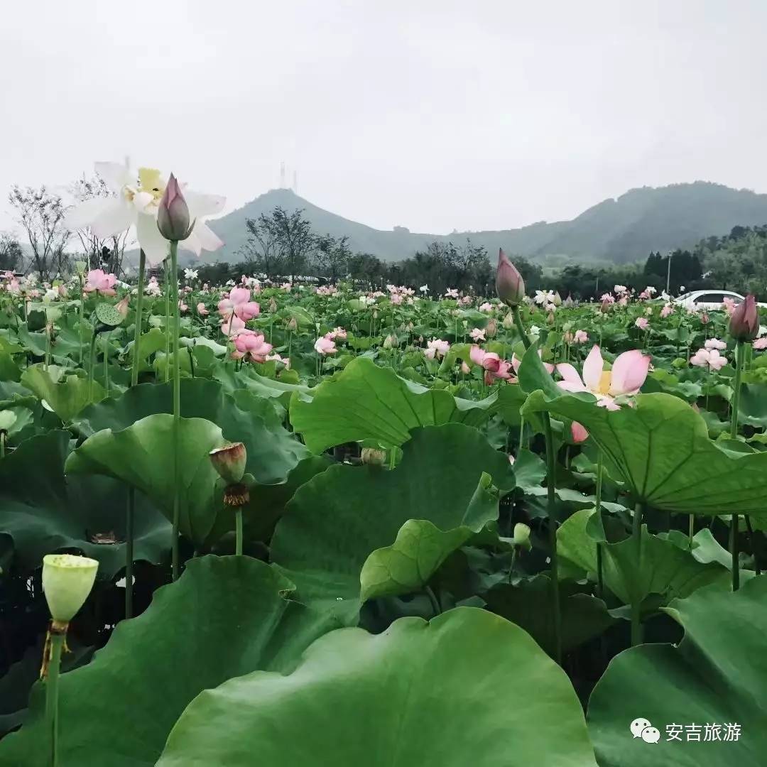 美翻!鲁家这个地方的荷花,让我们刷爆朋友圈!