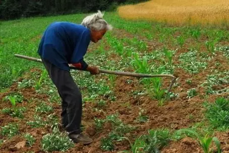 试想一下!假如农民种地不允许用农药.