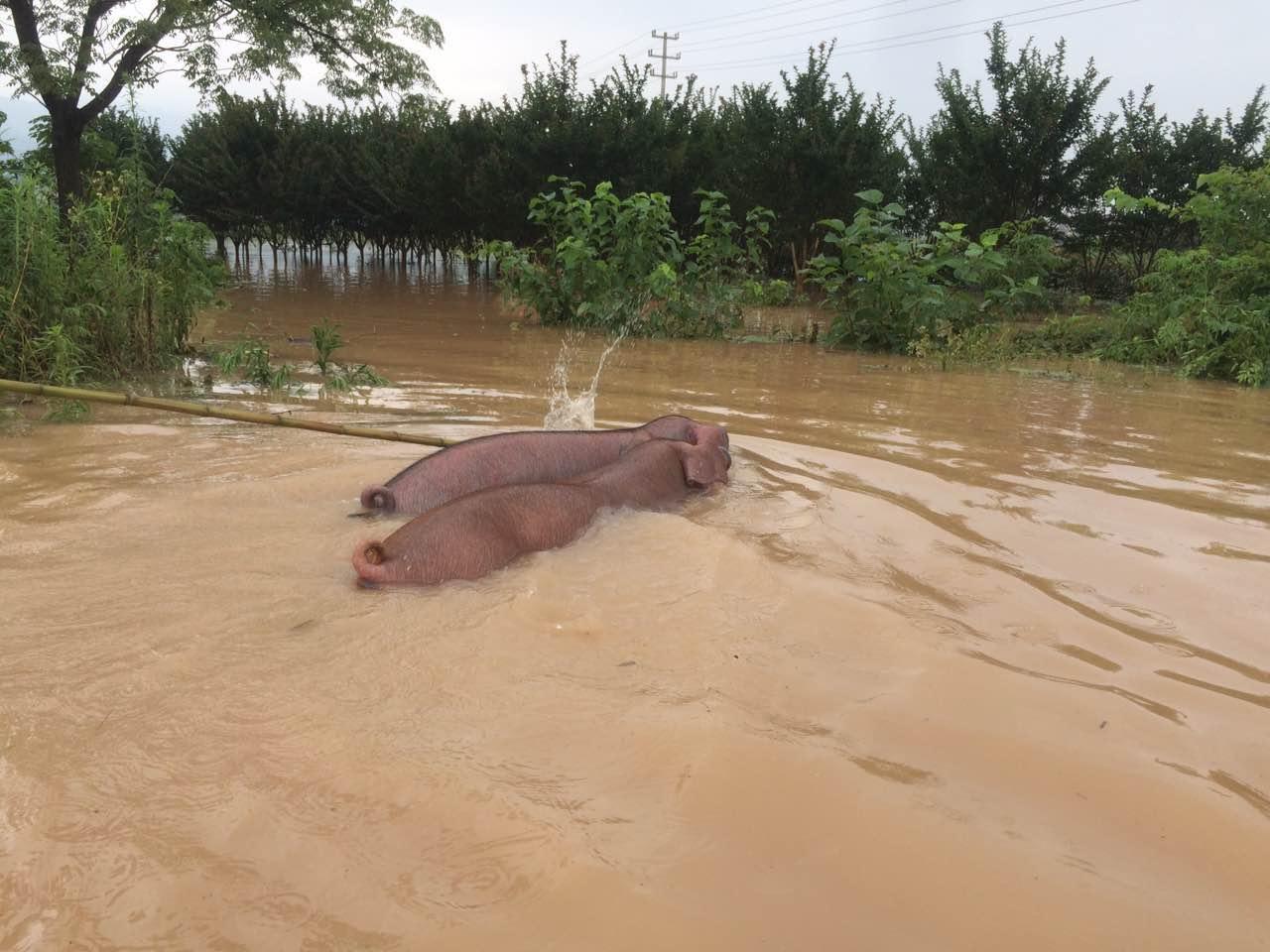 浙江农民含泪抢救300头猪卖死猪肉这事干不出来