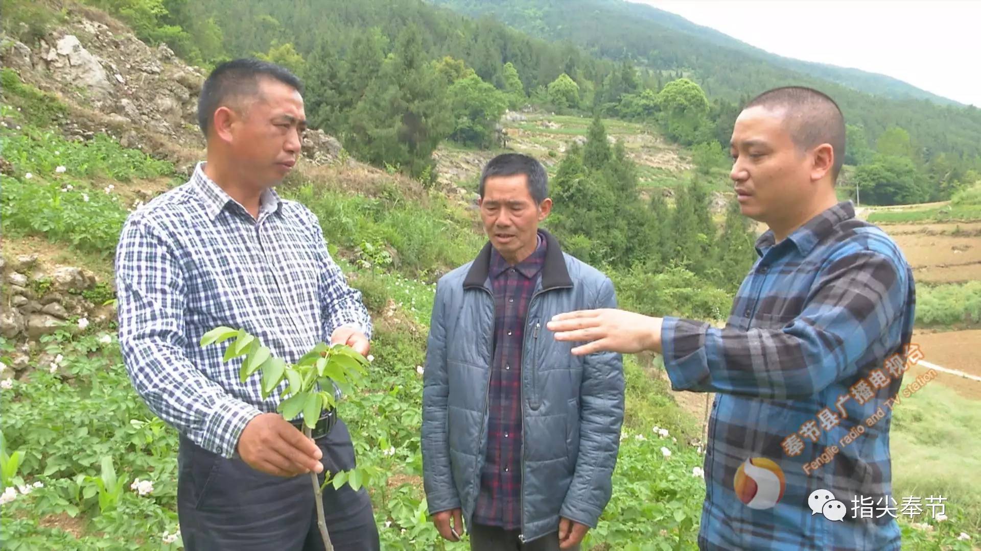 财经 正文  在我县吐祥镇的响水村,这里的村民以往只能栽种一些传统的