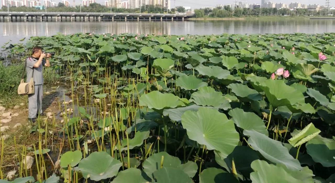 聊城莲湖边刚拍下的一幕让人太心寒