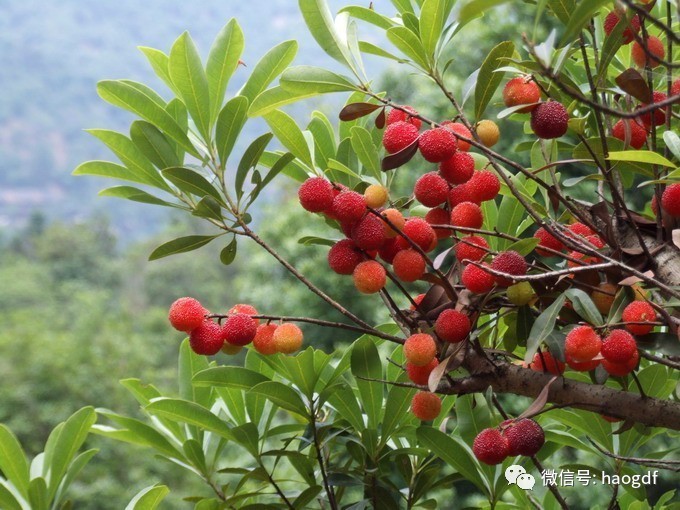 "梅雨季"也会如期而至,此时正是南方梅子成熟的季节