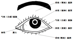 健康 正文  八廓学说是将眼分为八个部位分别于脏腑相照应的学说.