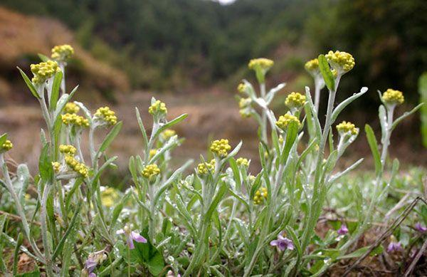 水菊,绵絮头草,金沸草,地莲,黄花子草,水蚁草,清明香,追骨风,棉花菜