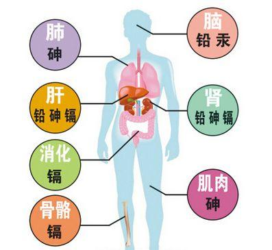 二是损害血液循环系统,重金属中毒后,血液黏度增大,含氧量低,严重的