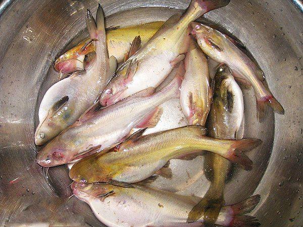 用老豆腐钓江黄颡鱼,此鱼可谓长江里的高级河鲜!