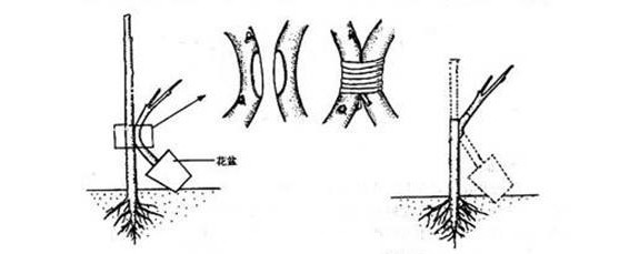阳台花卉繁殖之嫁接繁殖