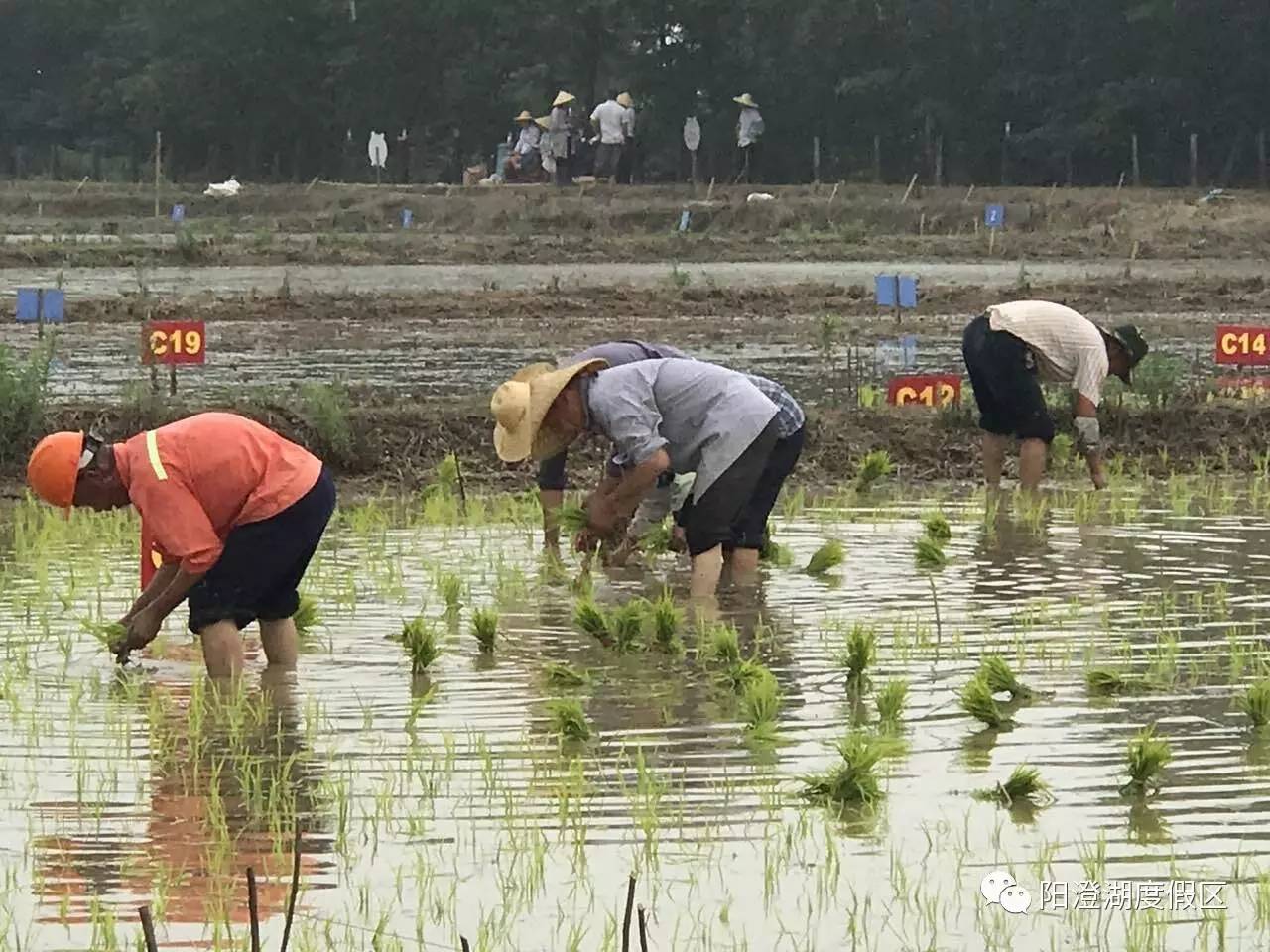 2017年阳澄湖彩稻艺术节稻田动漫图案大曝光,他们分别