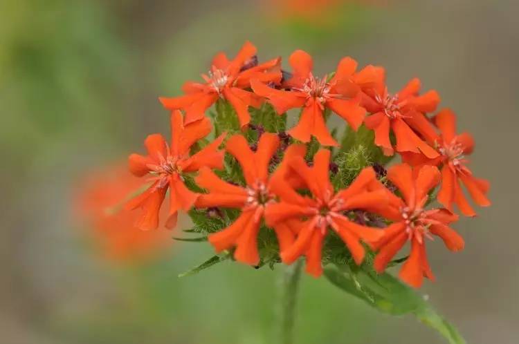 举例:夜来香(茄科植物),映山红(杜鹃花科植物),剪秋罗(石竹科植物).