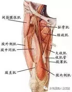 而假胯的人在走路时,腿部呈现内旋内扣现象,大腿外侧的阔筋膜长肌参与