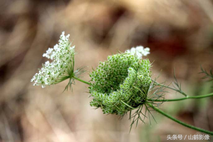 摄影欣赏:蕾丝花