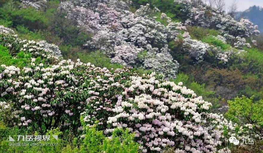 老话说花果有大小年,今年无疑迎来了秦岭杜鹃花的大年