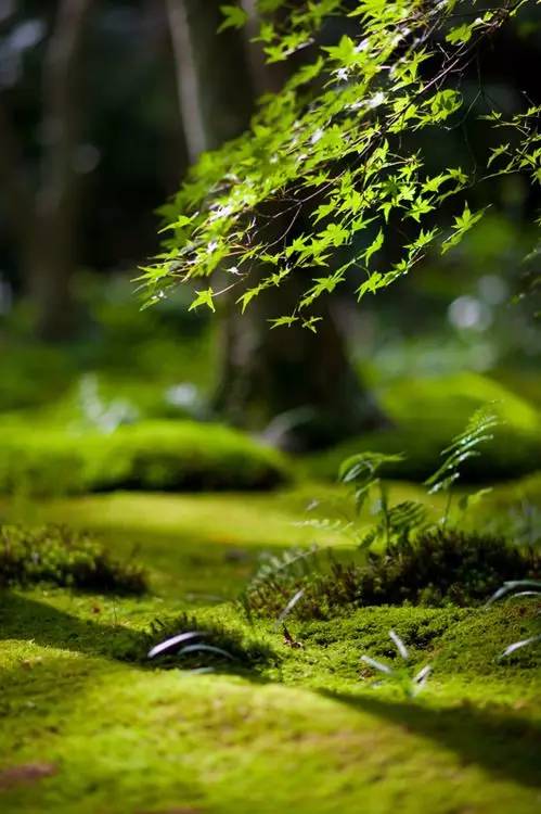 苔藓图片