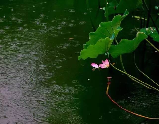 诗词日历骤雨过珍珠乱撒打遍新荷