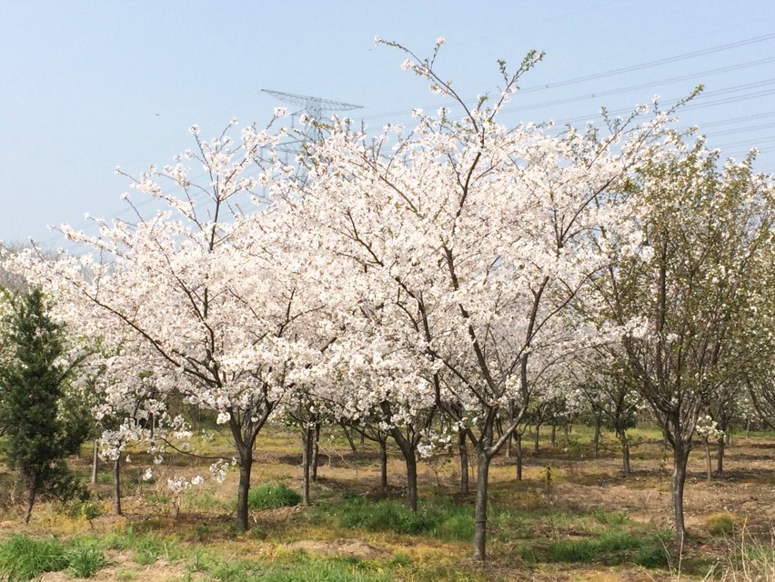 垂枝早樱品种,花先叶开放,花芯红色,花瓣白色,单瓣,枝条下垂,是垂枝