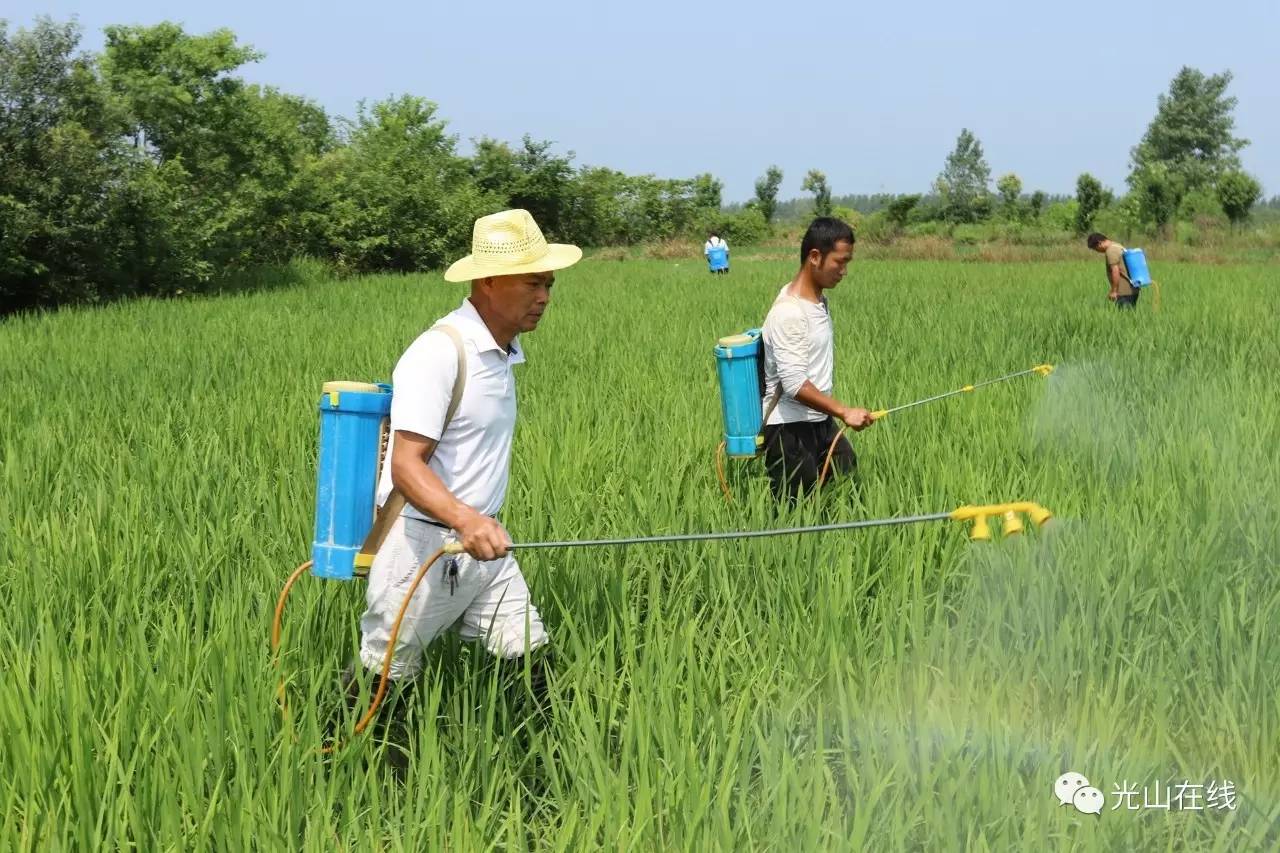 光山县今年共种植80多万亩水稻,田间管理确保秋粮丰产